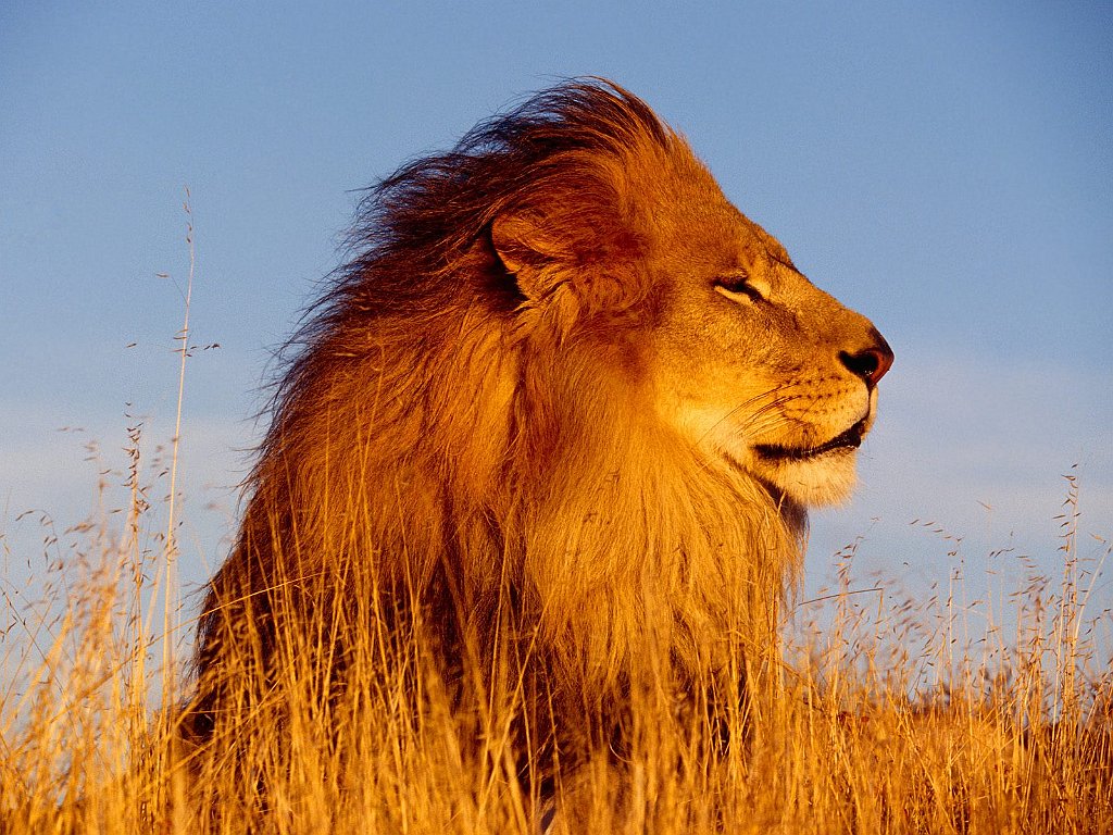 Mighty Lion